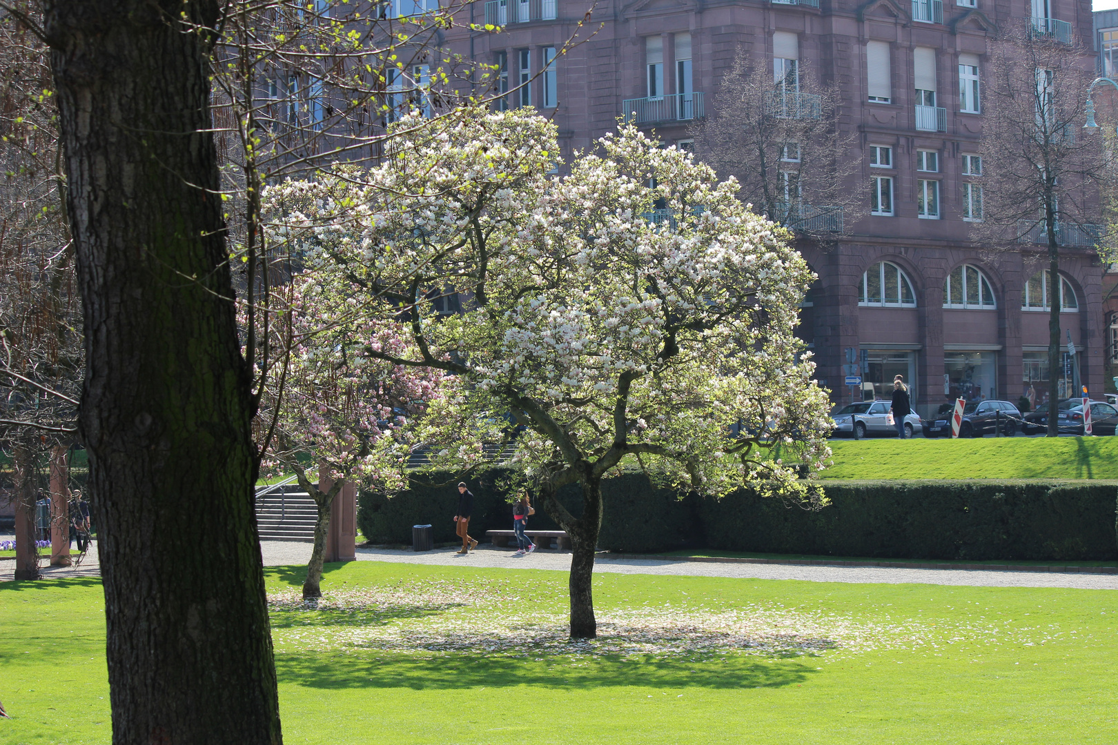 ein blühender Frühlingsgruß