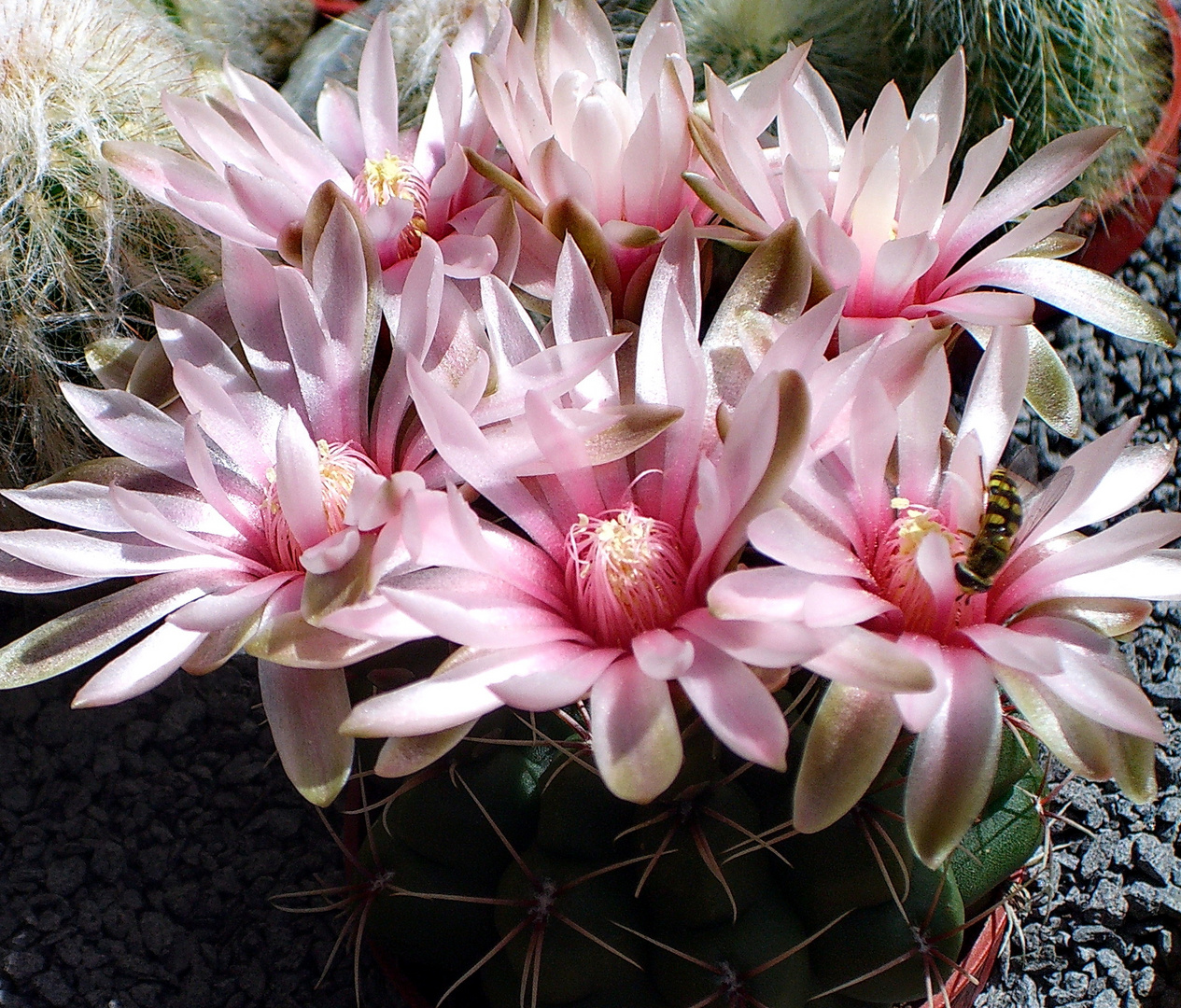 Ein blühender Gymnocalycium horstii