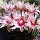 Ein blühender Gymnocalycium horstii