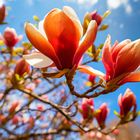 Ein blühender Magnolienbaum in rot