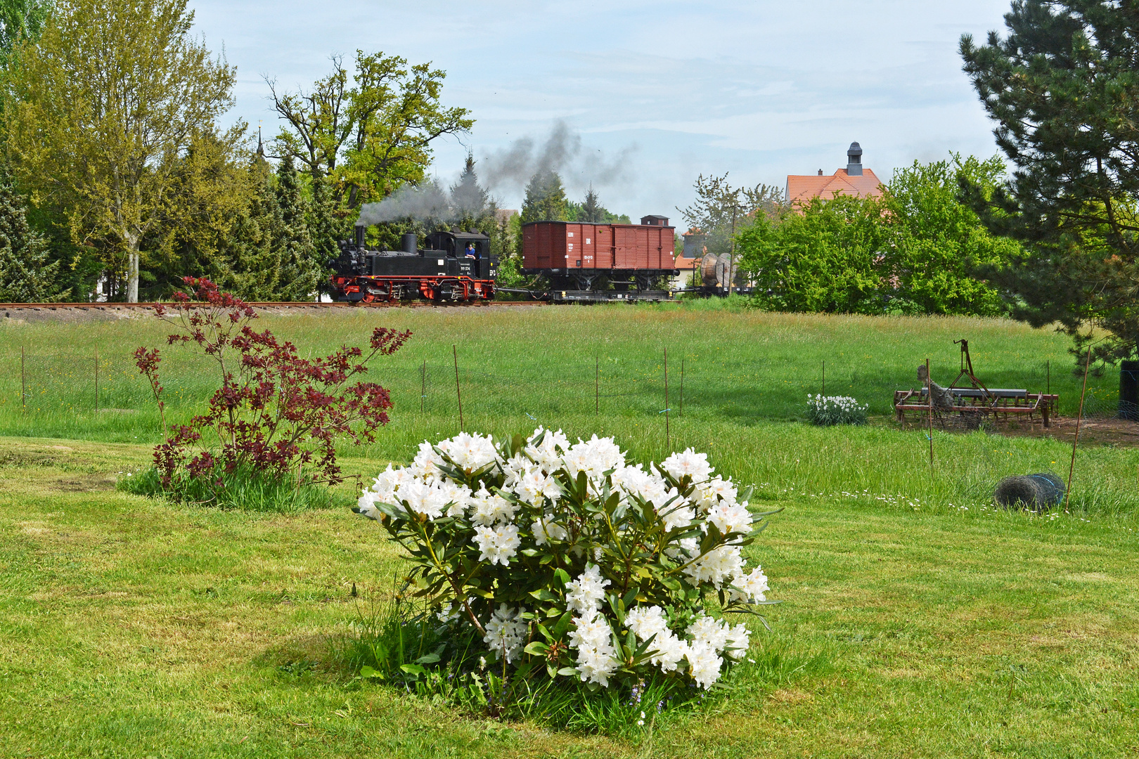 Ein blühender Rhododendron