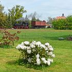 Ein blühender Rhododendron