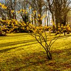 ein blühender Strauch im Januar - zum Thementag Mittwochsblümchen