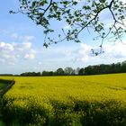 Ein blühendes Rapsfeld erwartete uns zu Hause