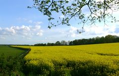 Ein blühendes Rapsfeld erwartete uns zu Hause