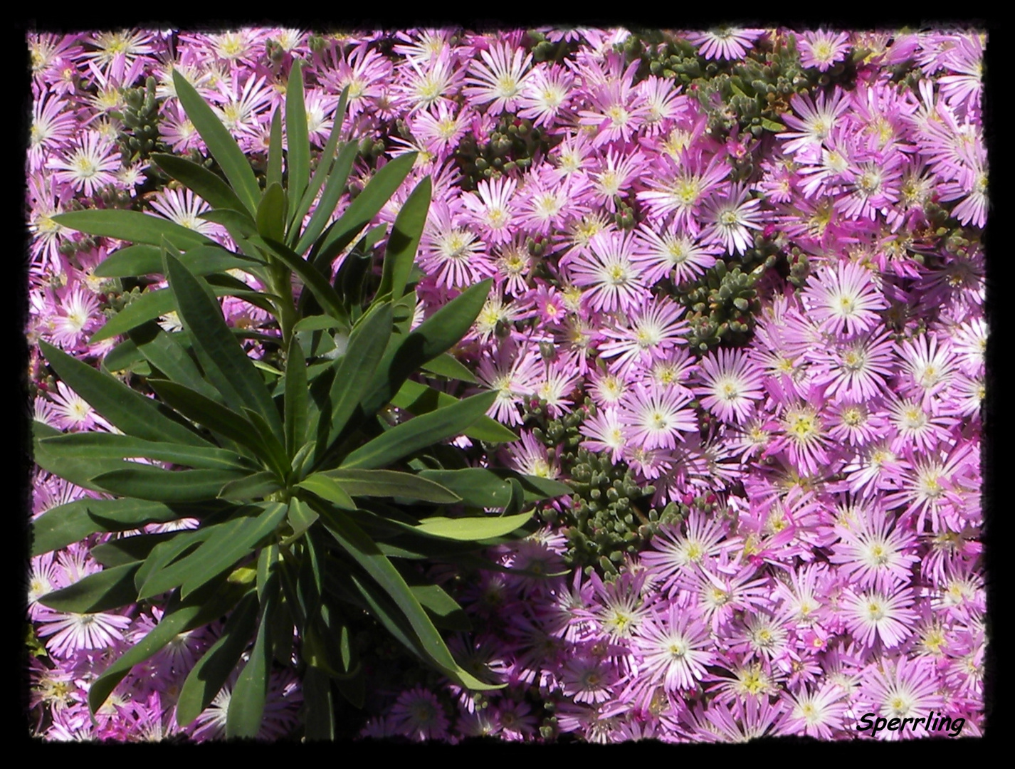 Ein blühendes Sedum-Gewächs mit  "Eindringling"