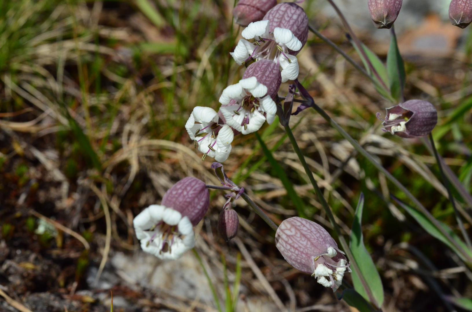 Ein Blümchen