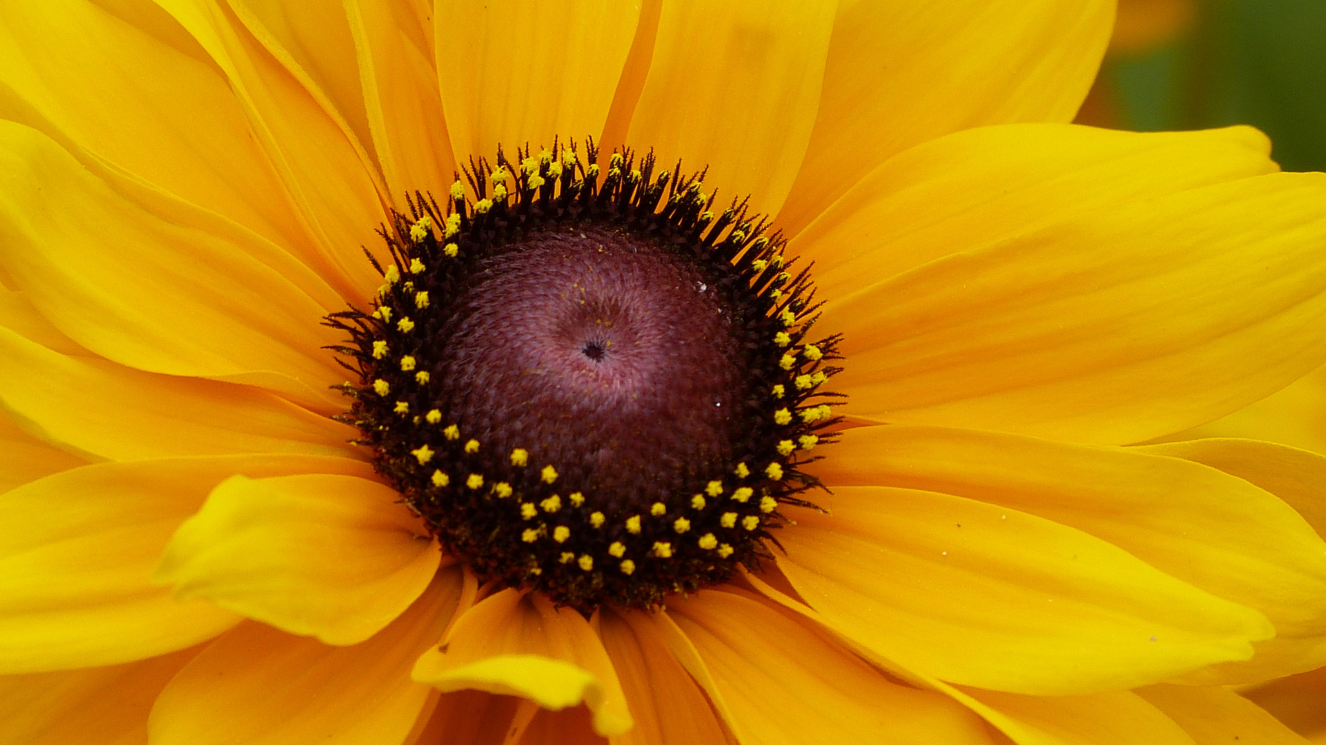 ein Blümchen 1