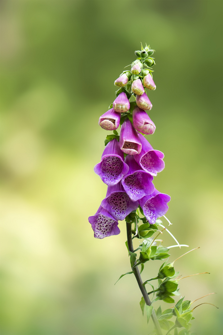 Ein Blümchen