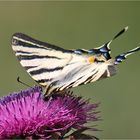 ein blümchen...