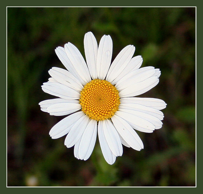 Ein Blümchen....