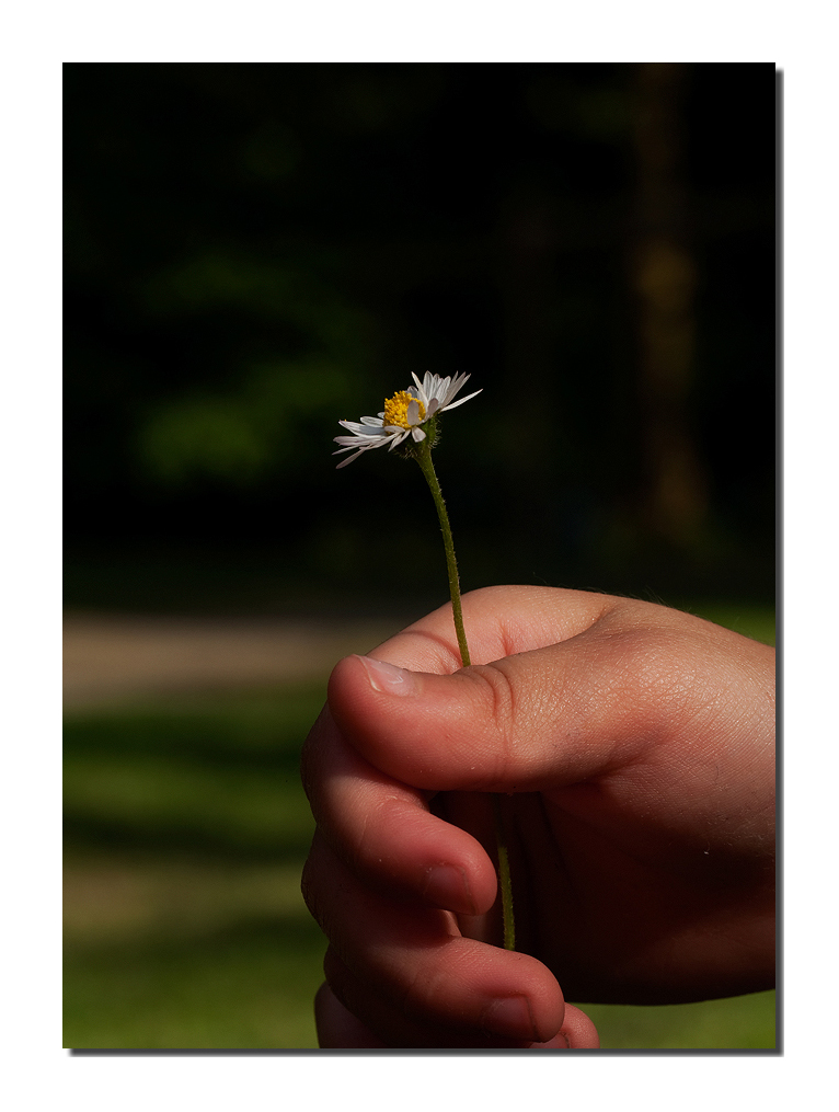 ein Blümchen ...