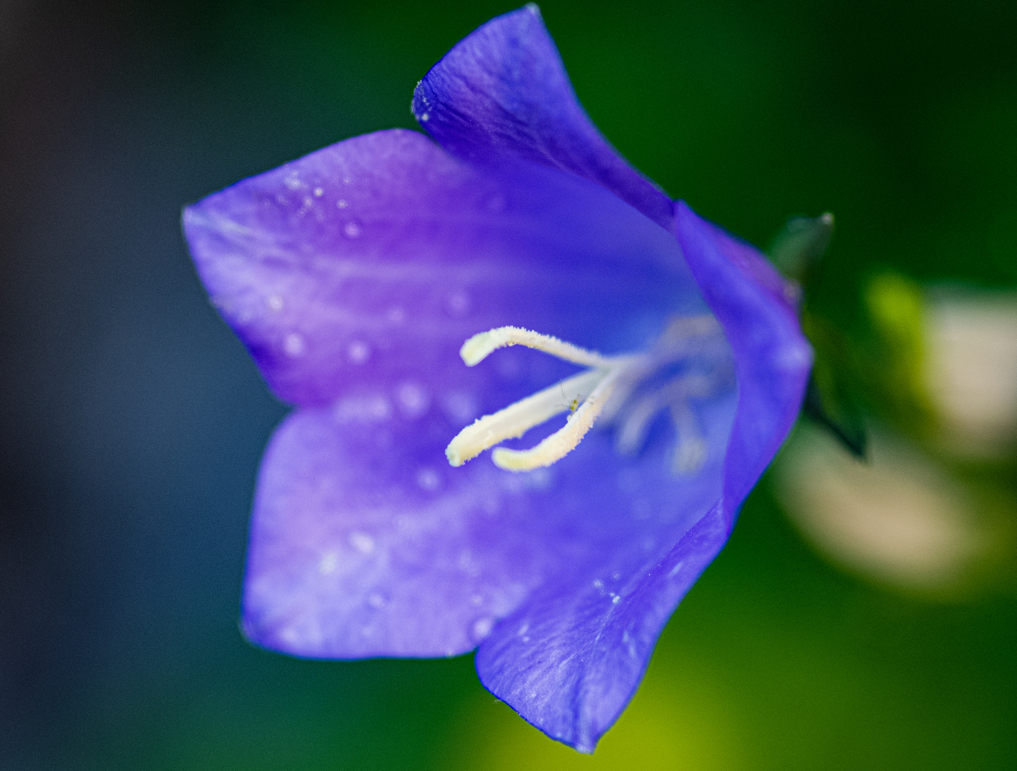 Ein Blümchen..