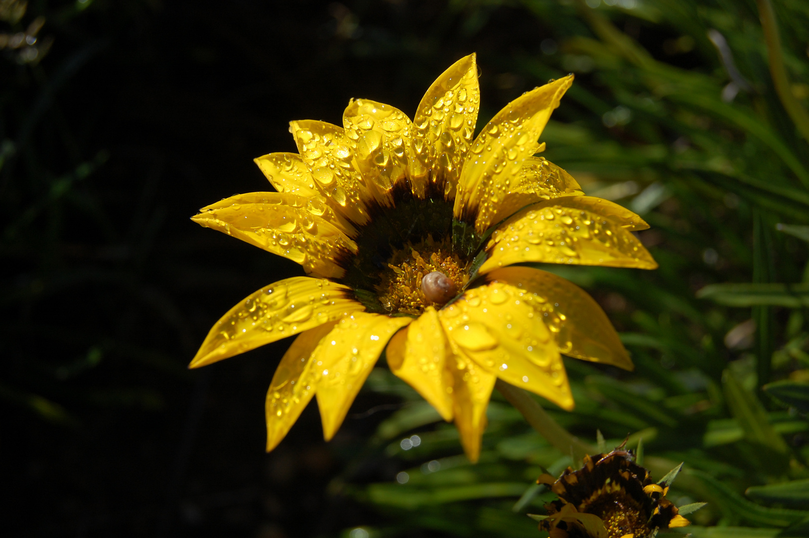 ein blümchen