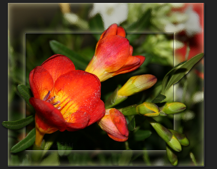 Ein Blümchen