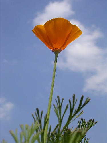 Ein Blümchen