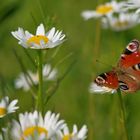 ein Blümchen...