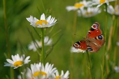 ein Blümchen...