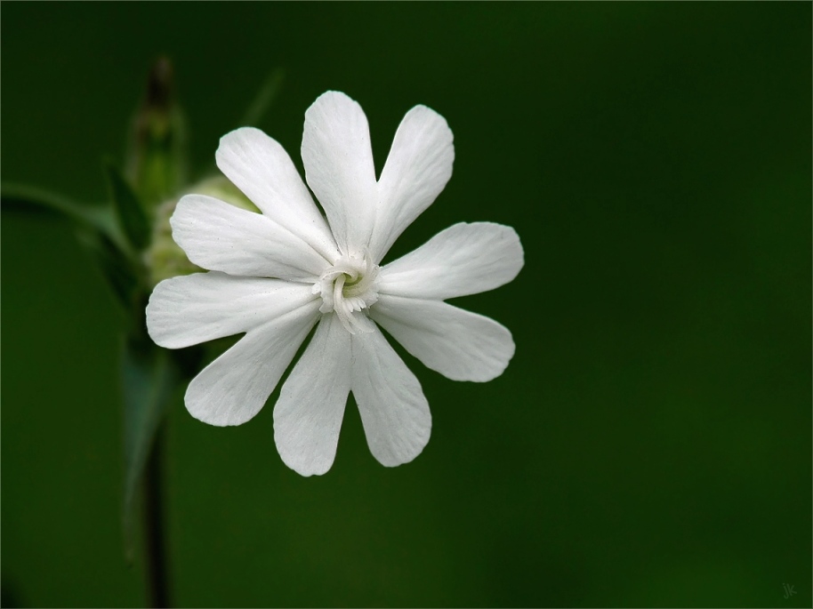 ein blümchen...