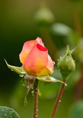 Ein Blümchen am Morgen