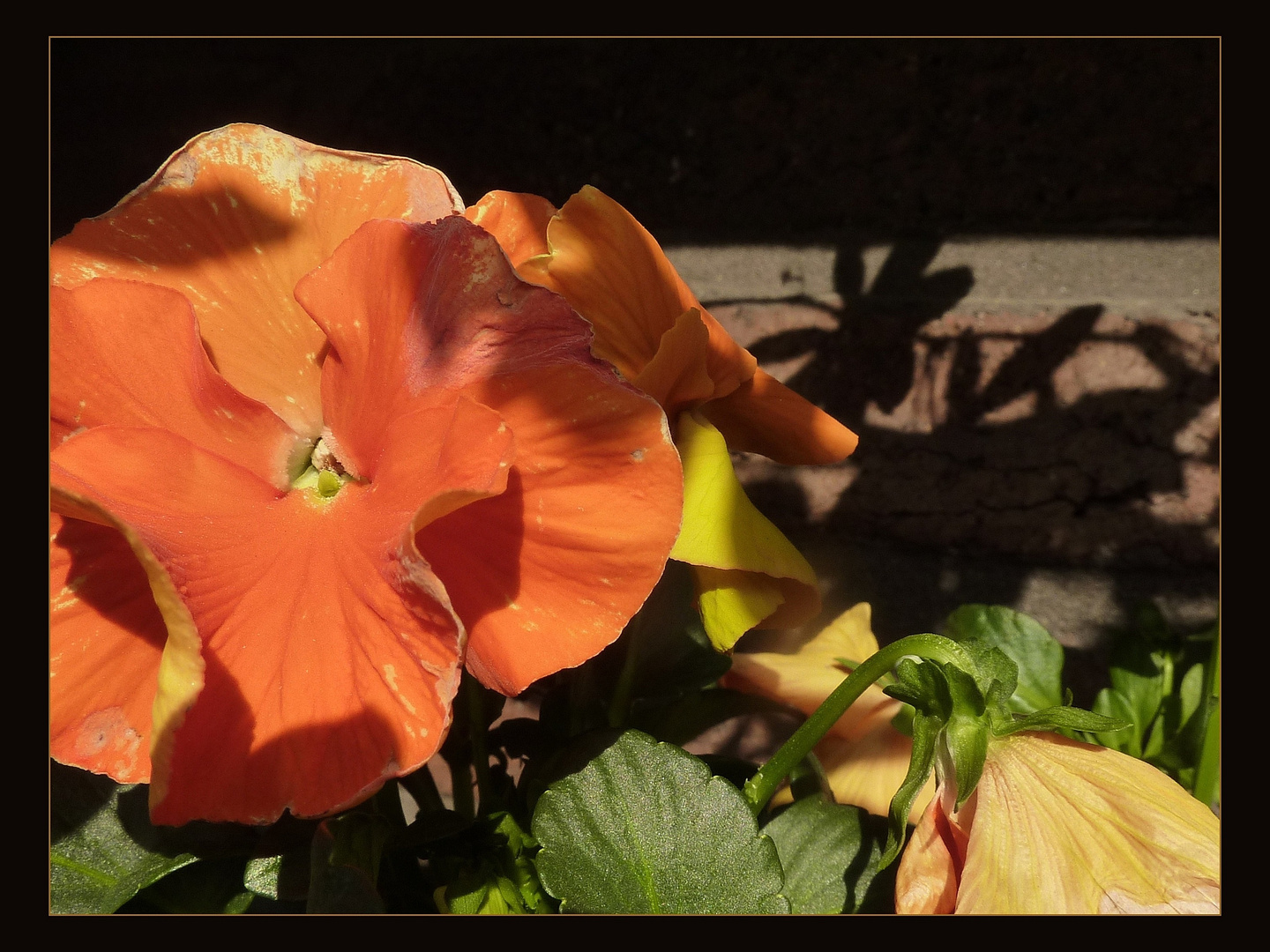 ein Blümchen am Morgen