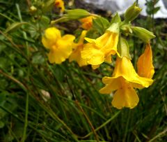 Ein Blümchen am Rande des Sees.