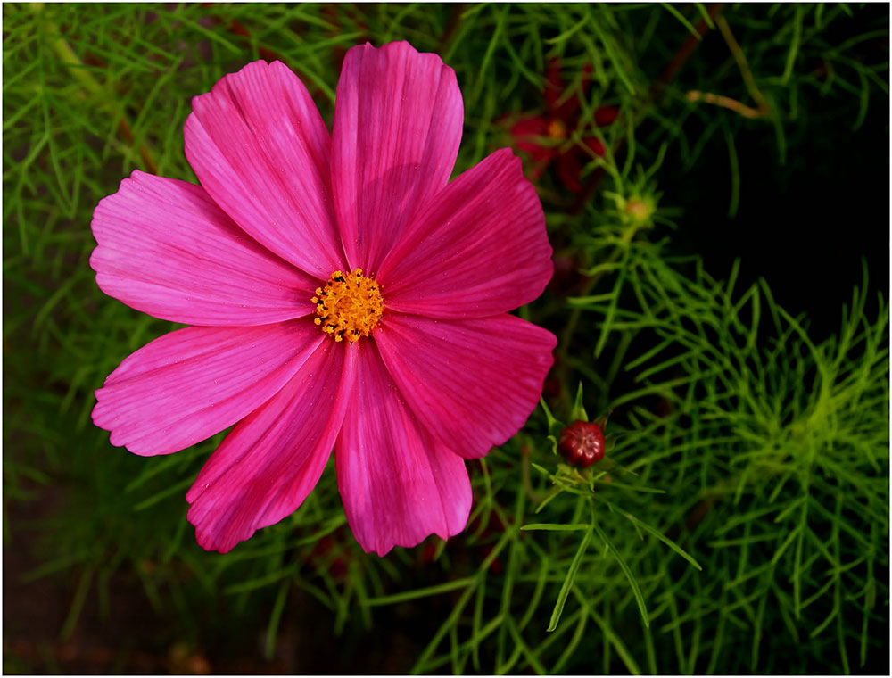 Ein Blümchen am Wege