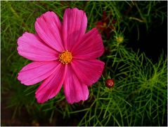 Ein Blümchen am Wege