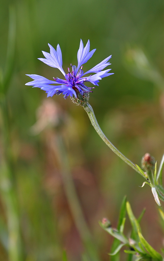 Ein Blümchen auf dem Felde