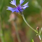 Ein Blümchen auf dem Felde