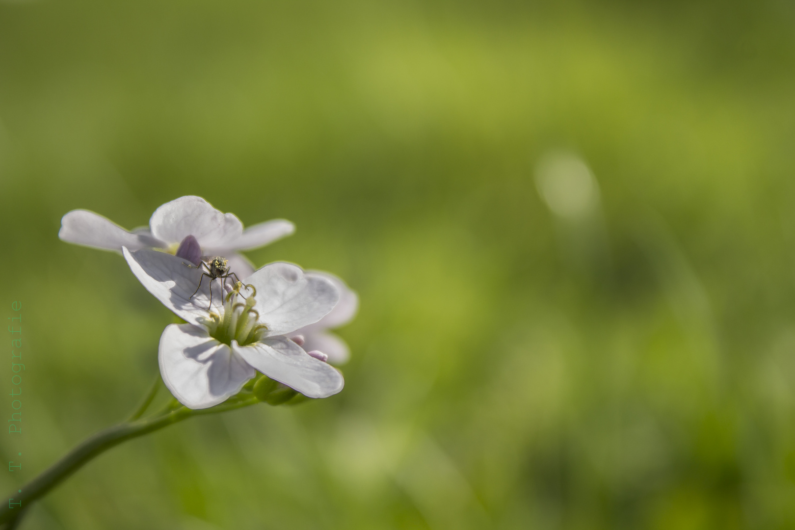 Ein Blümchen aus dem Garten mit einer Fliege.