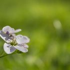 Ein Blümchen aus dem Garten mit einer Fliege.