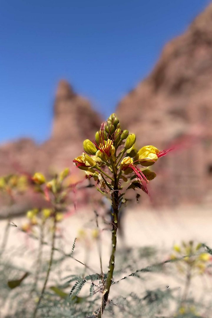 ein Blümchen aus Jordanien