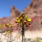 ein Blümchen aus Jordanien