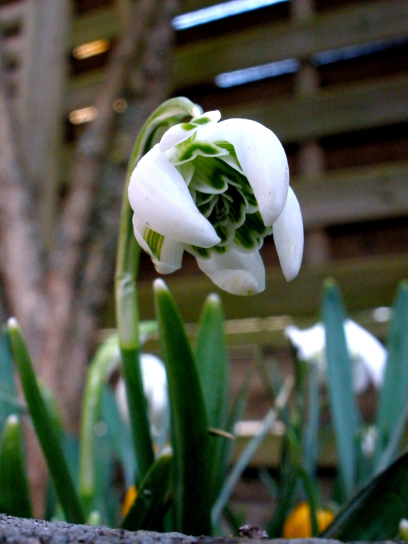 ein blümchen aus omi's Garten