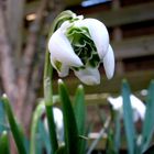 ein blümchen aus omi's Garten