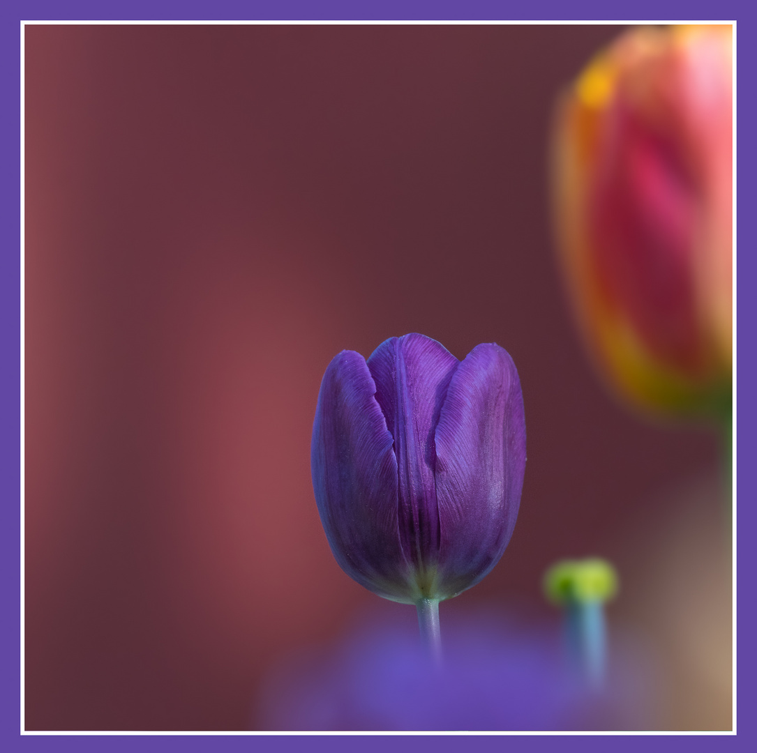 Ein Blümchen aus unserem Garten