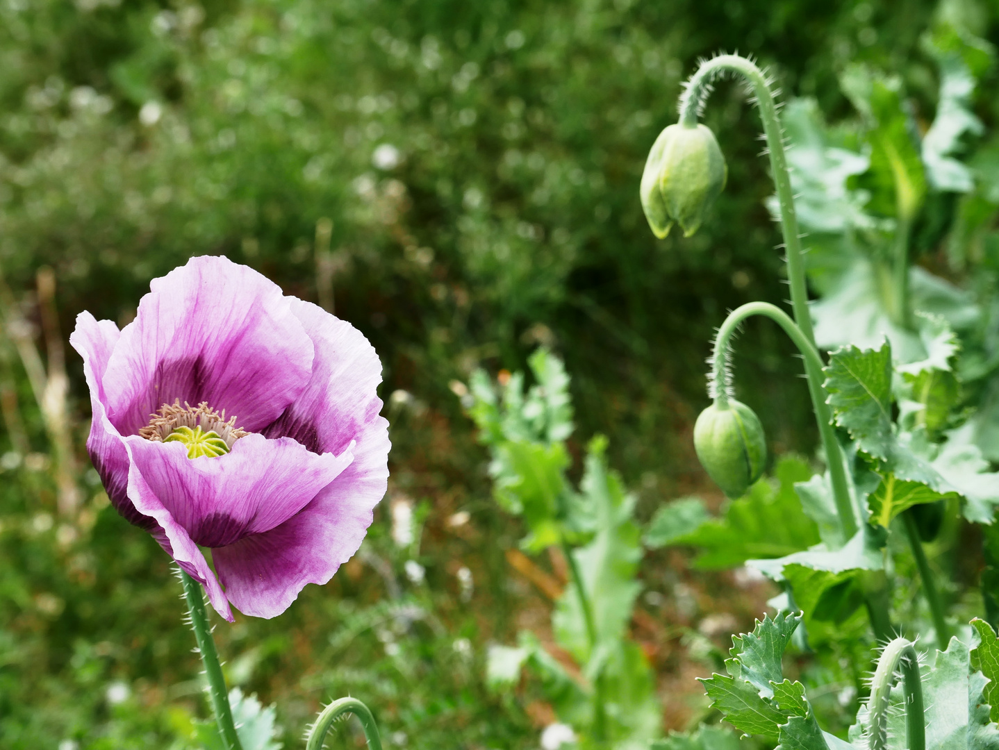 Ein Blümchen