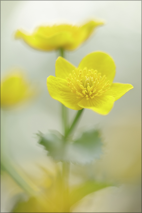 Ein Blümchen