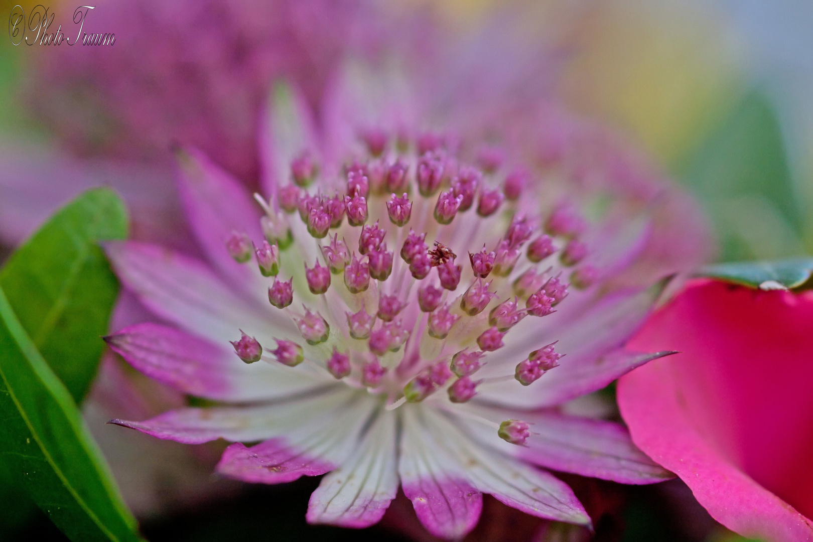 Ein Blümchen