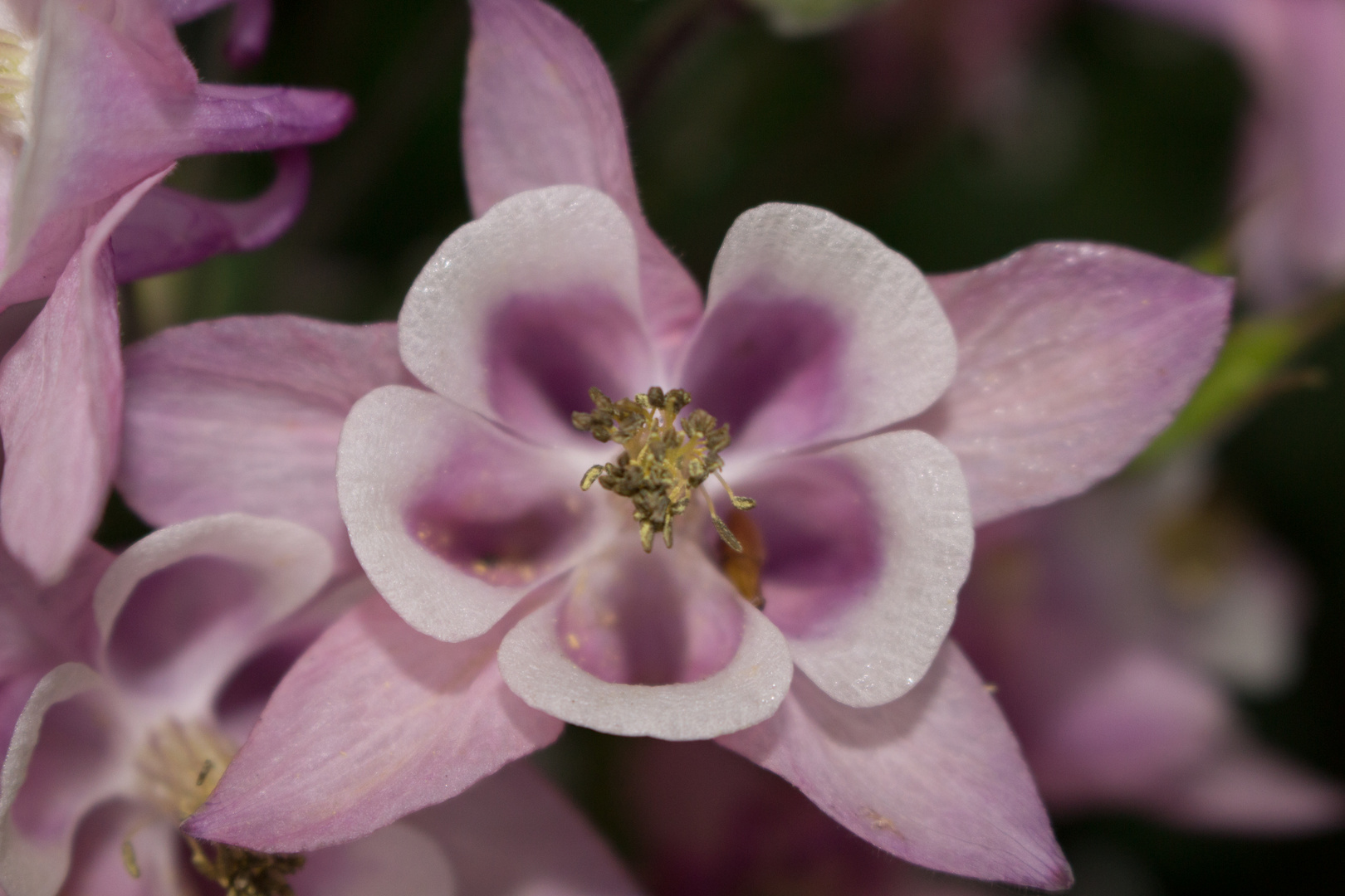 Ein Blümchen