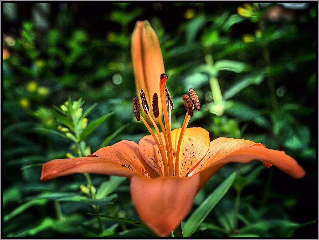 Ein Blümchen