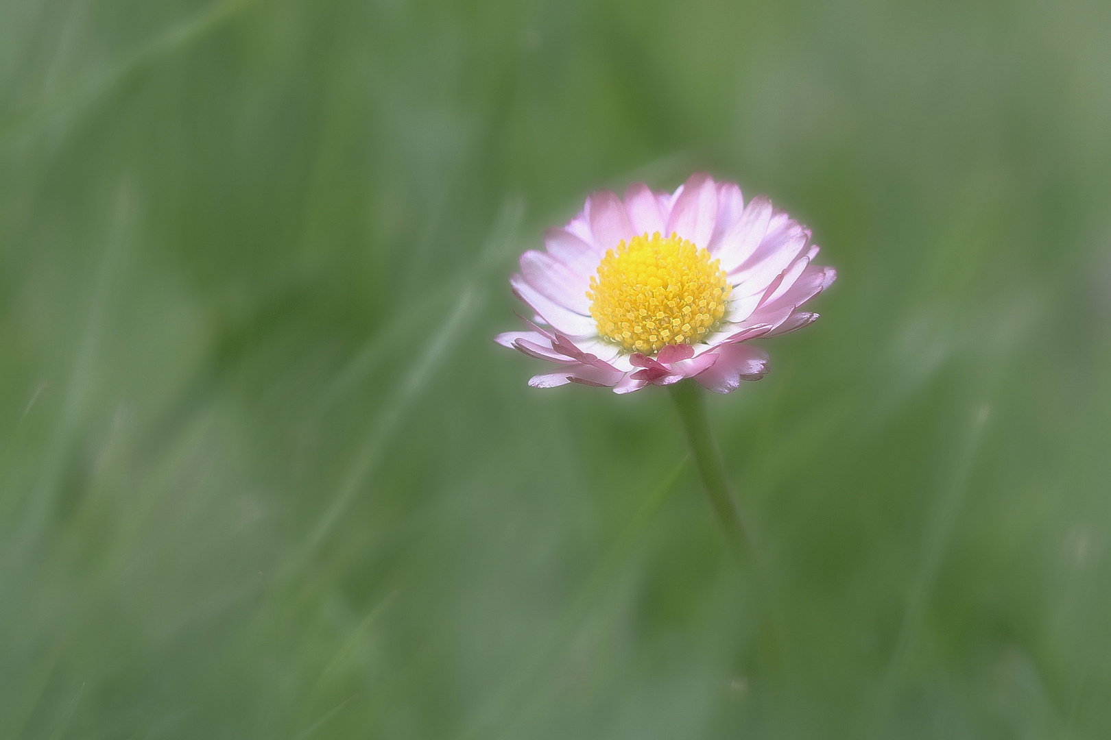 Ein Blümchen für das Wochenende