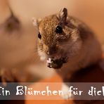 Ein Blümchen für dich!