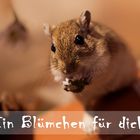 Ein Blümchen für dich!