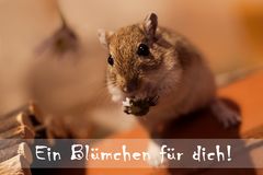 Ein Blümchen für dich!