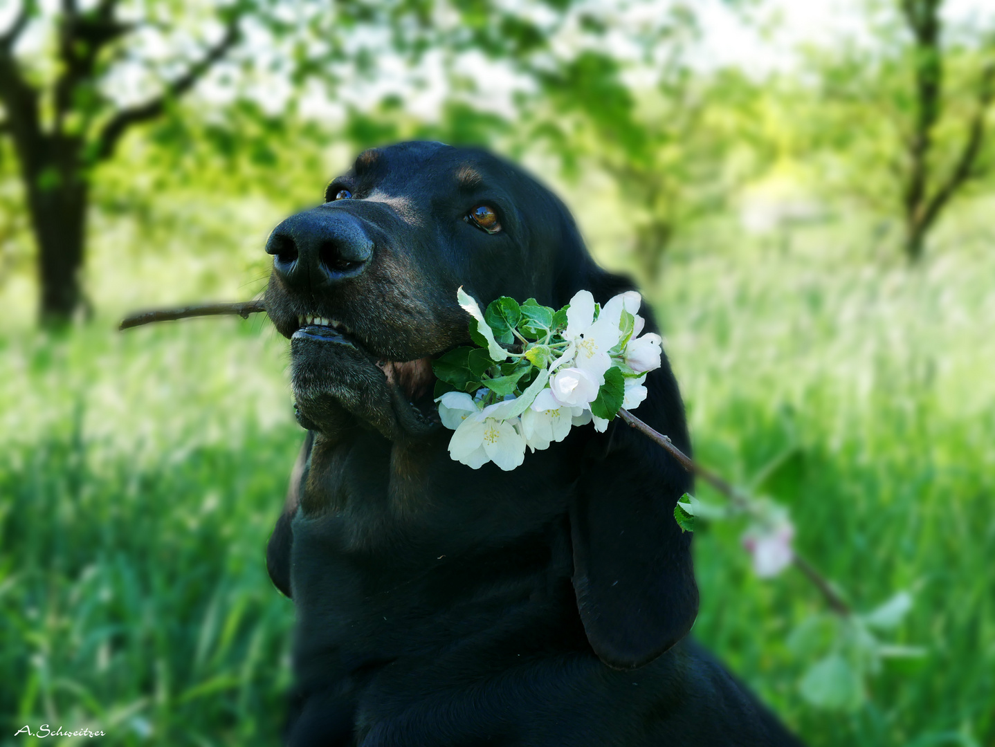 ein Blümchen für Dich