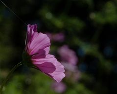 ein Blümchen für Dich !!!