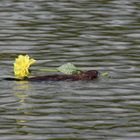 Ein Blümchen für die Liebste...