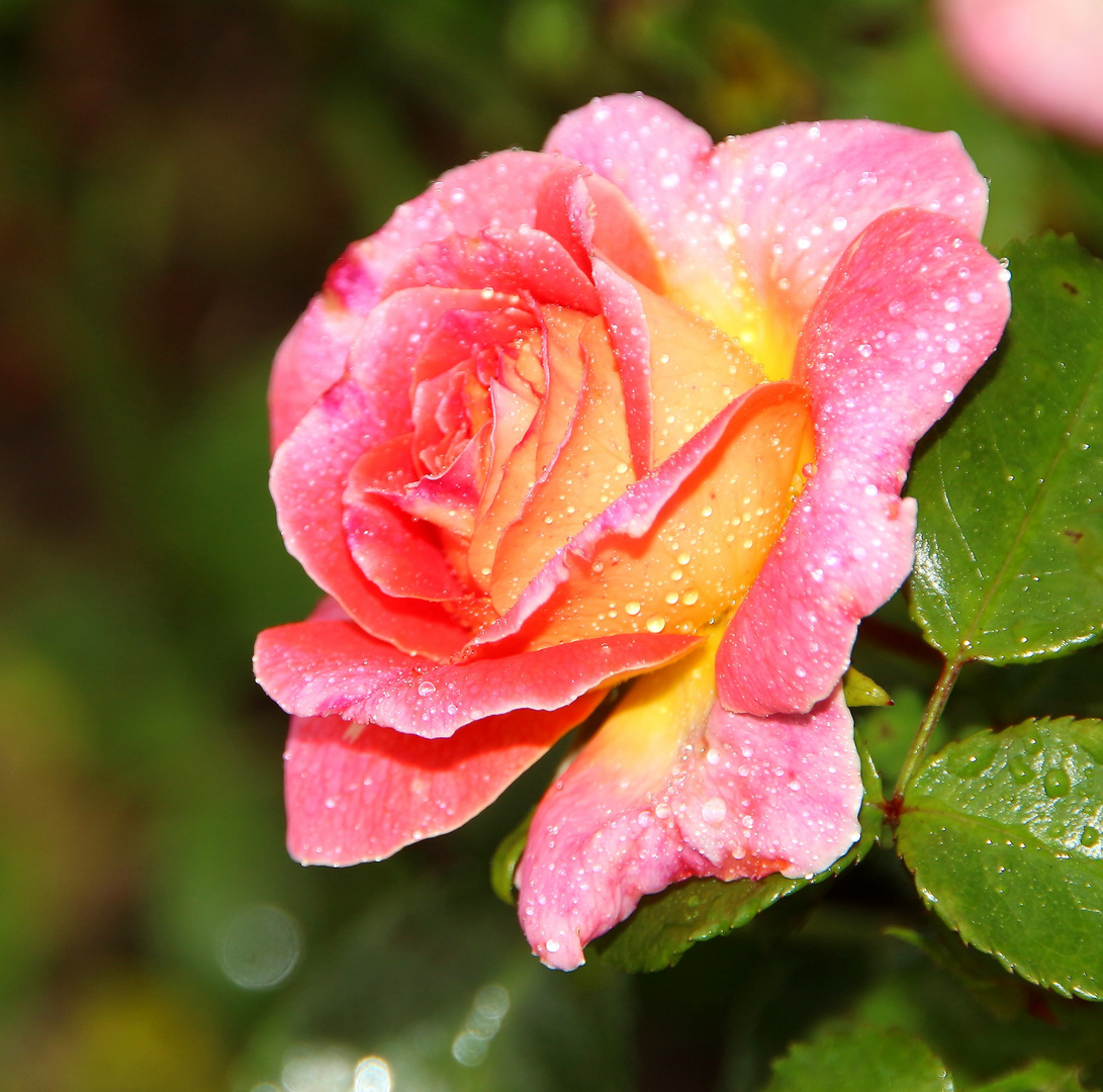 Ein Blümchen für die schönen Frauen